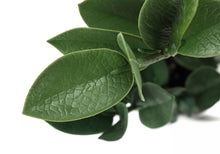 Load image into Gallery viewer, 20" Tall, Artificial Plant, Zz, Indoor, Faux, Fake, Table, Greenery, Potted, Real Touch, Decorative - Green / Gray