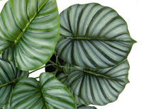 Load image into Gallery viewer, 24" Tall, Artificial Plant, Calathea, Indoor, Faux, Fake, Table, Greenery, Potted, Real Touch, Decorative - Green / Black