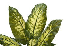 Load image into Gallery viewer, 47" Tall, Artificial Plant, Evergreen Tree, Indoor, Faux, Fake, Floor, Greenery, Potted, Real Touch, Decorative - Green / Black