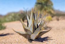 Load image into Gallery viewer, Sharkskin Agave-Large