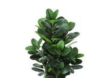 Load image into Gallery viewer, 31" Tall, Artificial Plant, Garcinia Tree, Indoor, Faux, Fake, Floor, Greenery, Potted, Real Touch, Decorative - Green / White
