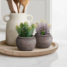 Load image into Gallery viewer, Artificial Succulent, Table Decor (Set of 2) - Green / Brown
