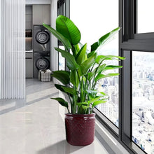 Load image into Gallery viewer, 3 Pieces Ceramic Flowerpot, Planter For Patio &amp; Garden Or Windowsills - Bean Paste Red
