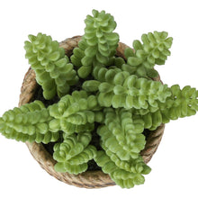 Load image into Gallery viewer, Artificial Succulent, Table Decor (Set of 2) - Green / Light Brown - Plastic
