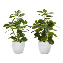 Load image into Gallery viewer, Artificial Ficus Elastica Plant (Set of 2)
