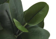 Load image into Gallery viewer, 31" Tall, Artificial Plant, Garcinia Tree, Indoor, Faux, Fake, Floor, Greenery, Potted, Real Touch, Decorative - Green / White

