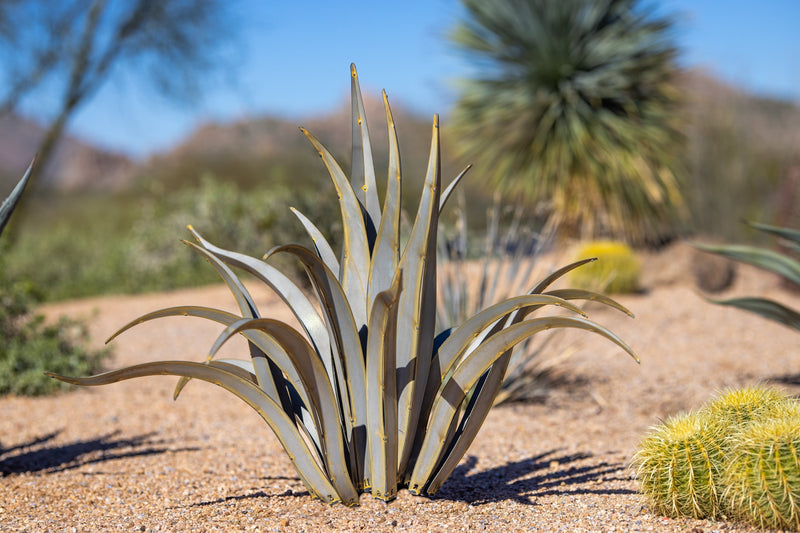 Octopus Agave-Small