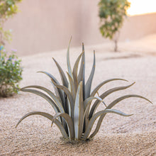 Load image into Gallery viewer, Octopus Agave-Small
