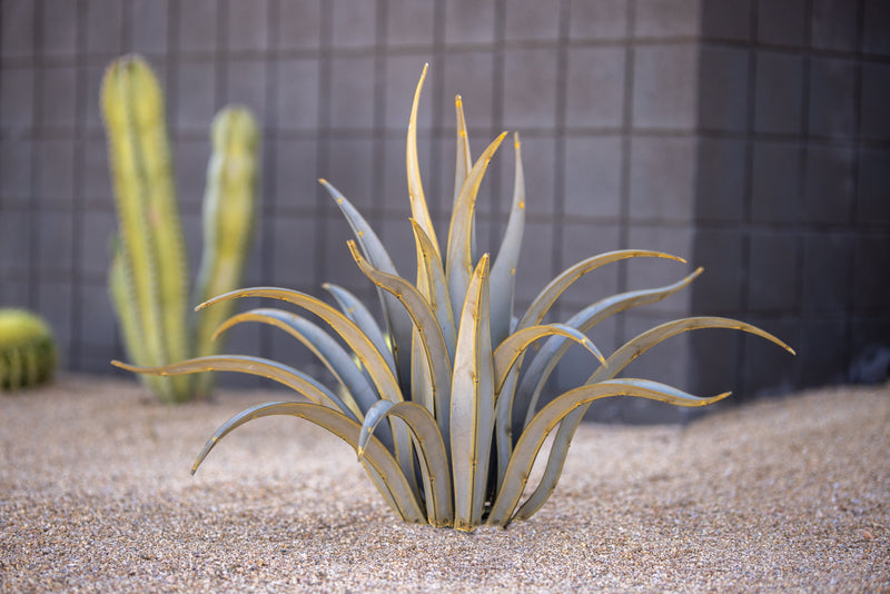 Octopus Agave-Small