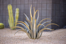 Load image into Gallery viewer, Octopus Agave-Large
