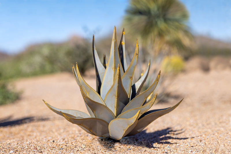Sharkskin Agave-Large