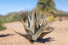 Load image into Gallery viewer, Sharkskin Agave-Large
