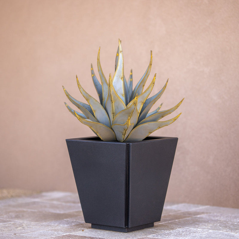 Sharkskin Agave-Large
