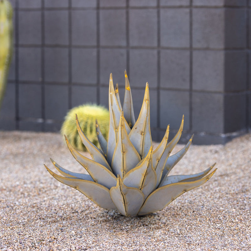 Sharkskin Agave-Large