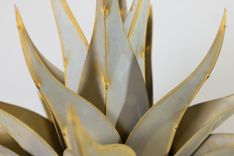Sharkskin Agave-Large