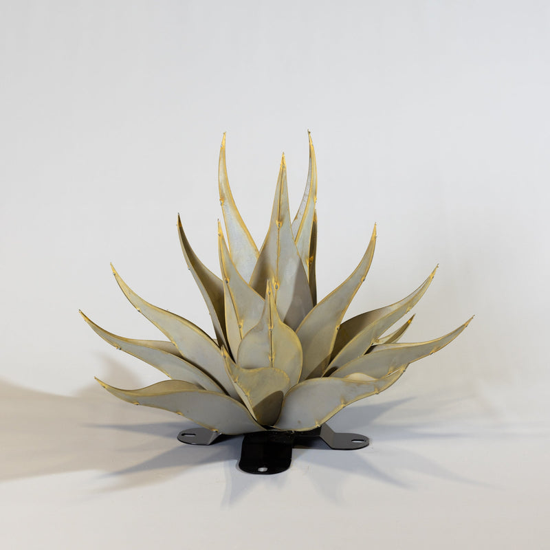Sharkskin Agave-Large