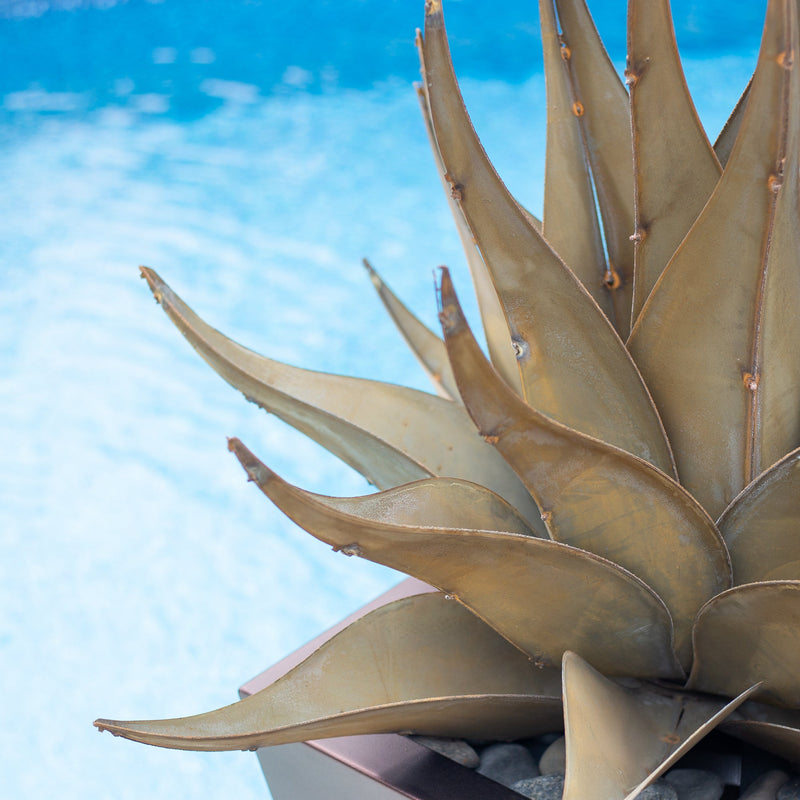 Sharkskin Agave-Large